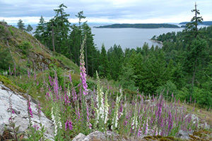 Bluffs on Bowen Bed & Breakfast view