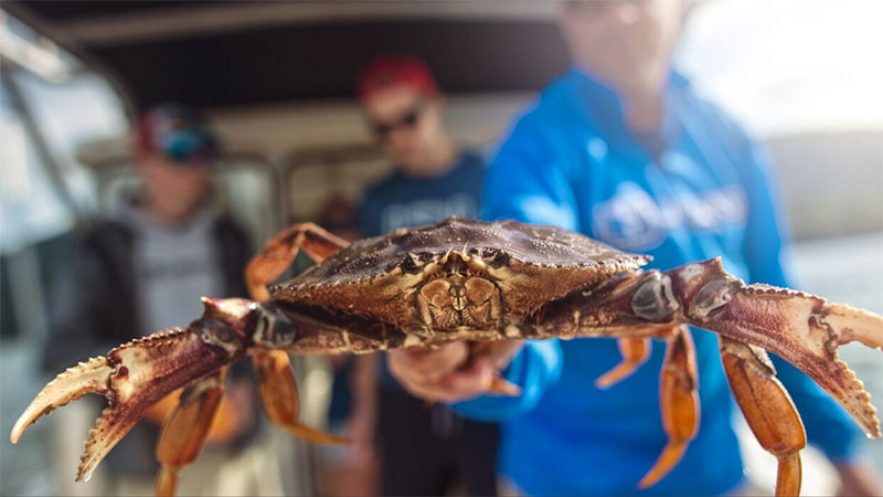 First Fish Charters c/u Dungeness crab