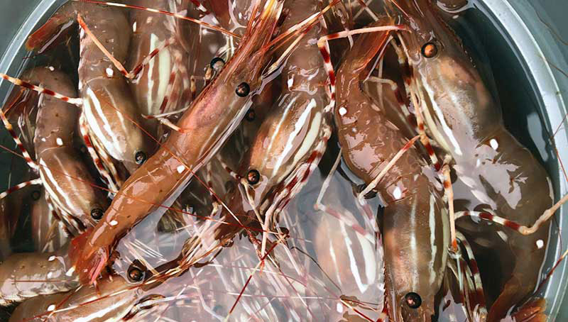 First Fish Charters c/u sport prawns in bucket